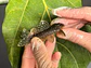 Scobinancistrus pariolispos -  L133 Com 5- 9 cm - Miniatura 5