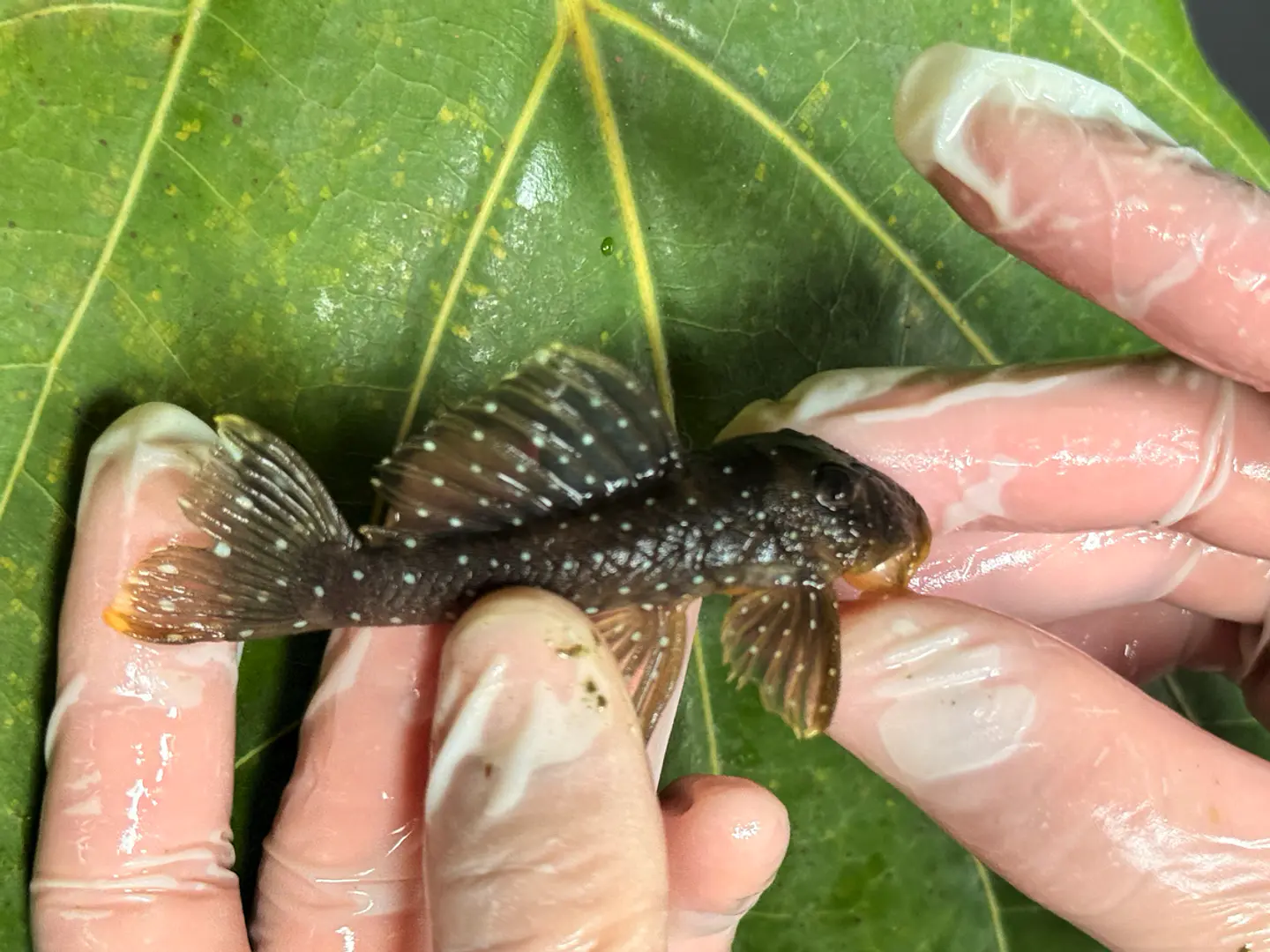 Scobinancistrus pariolispos -  L133 Com 5- 9 cm 9