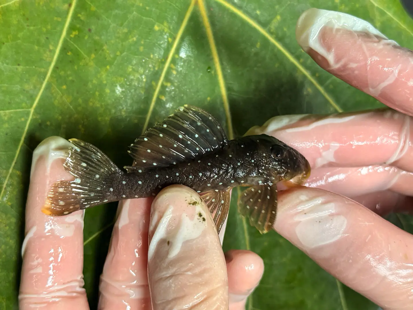 Scobinancistrus pariolispos -  L133 Com 5- 9 cm 1