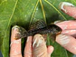 Scobinancistrus pariolispos -  L133 Com 5- 9 cm - Miniatura 10