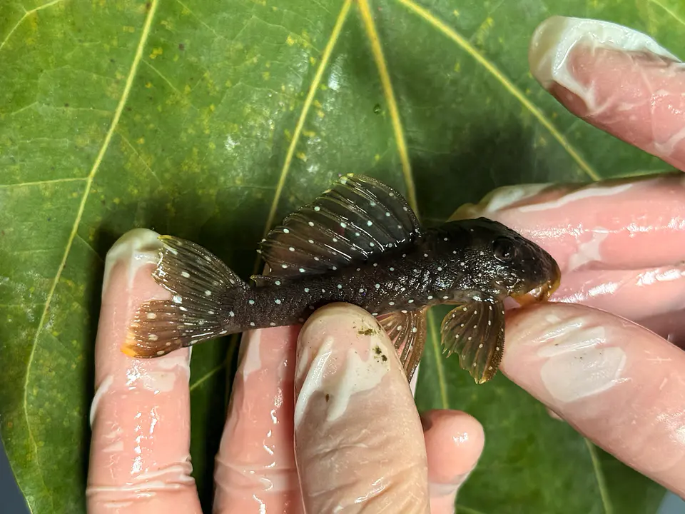 Scobinancistrus pariolispos -  L133 Com 5- 9 cm 10