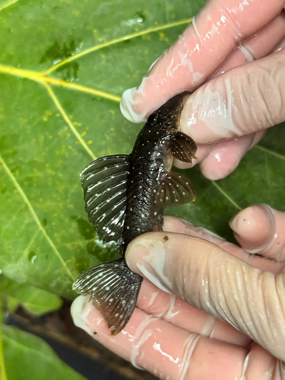 Scobinancistrus pariolispos -  L133 Com 5- 9 cm 2