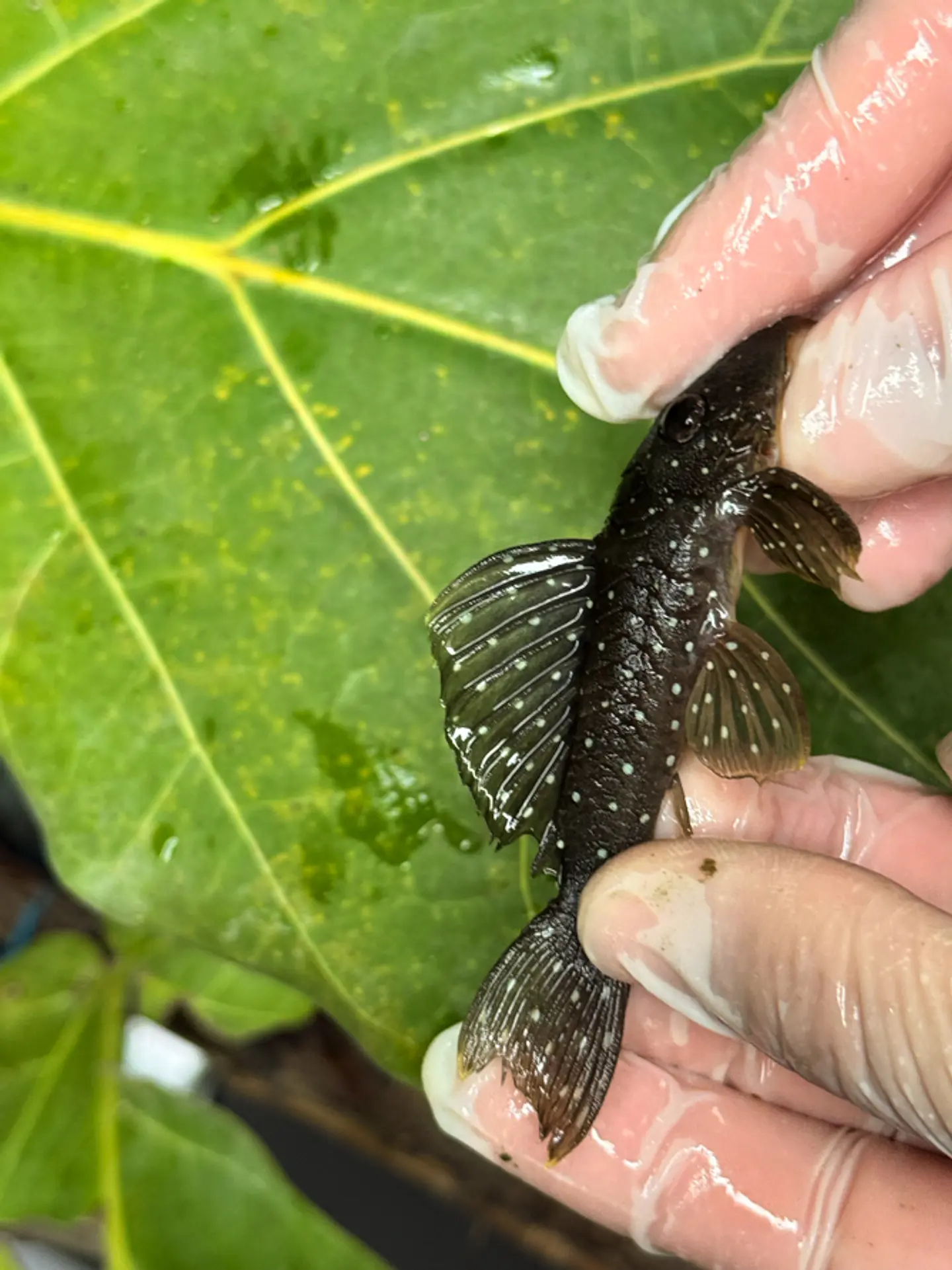 Scobinancistrus pariolispos -  L133 Com 5- 9 cm 6