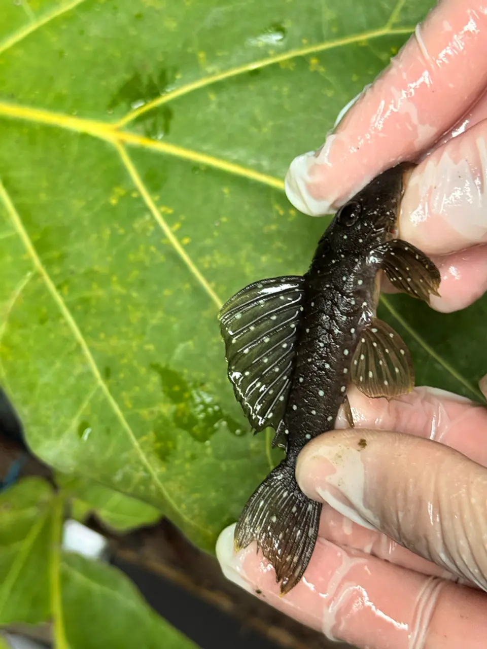 Scobinancistrus pariolispos -  L133 Com 5- 9 cm 6