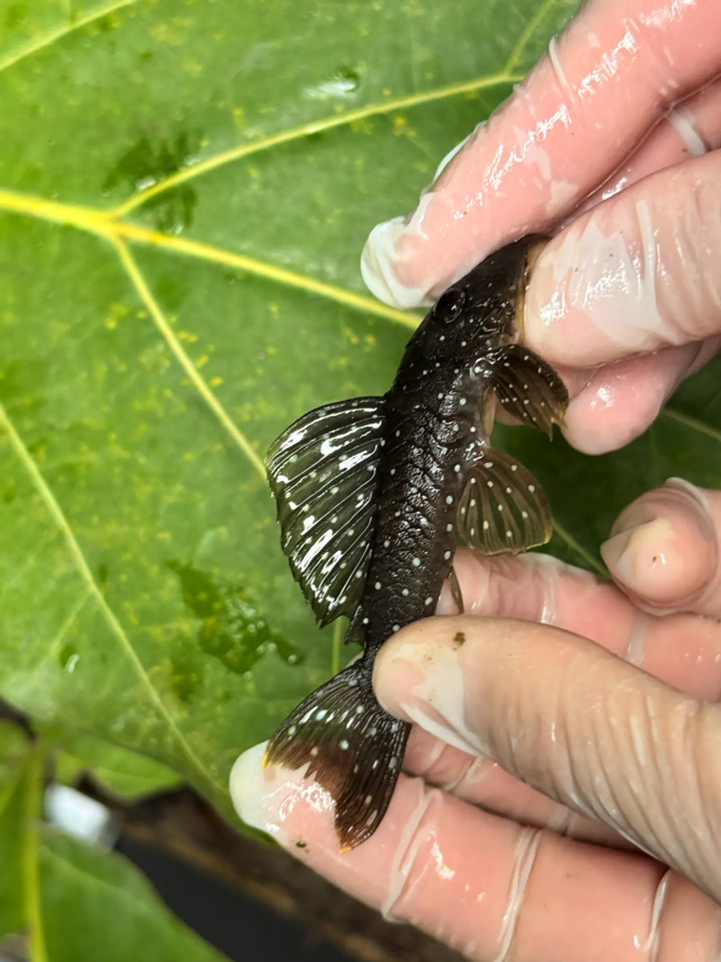 Scobinancistrus pariolispos -  L133 Com 5- 9 cm 4