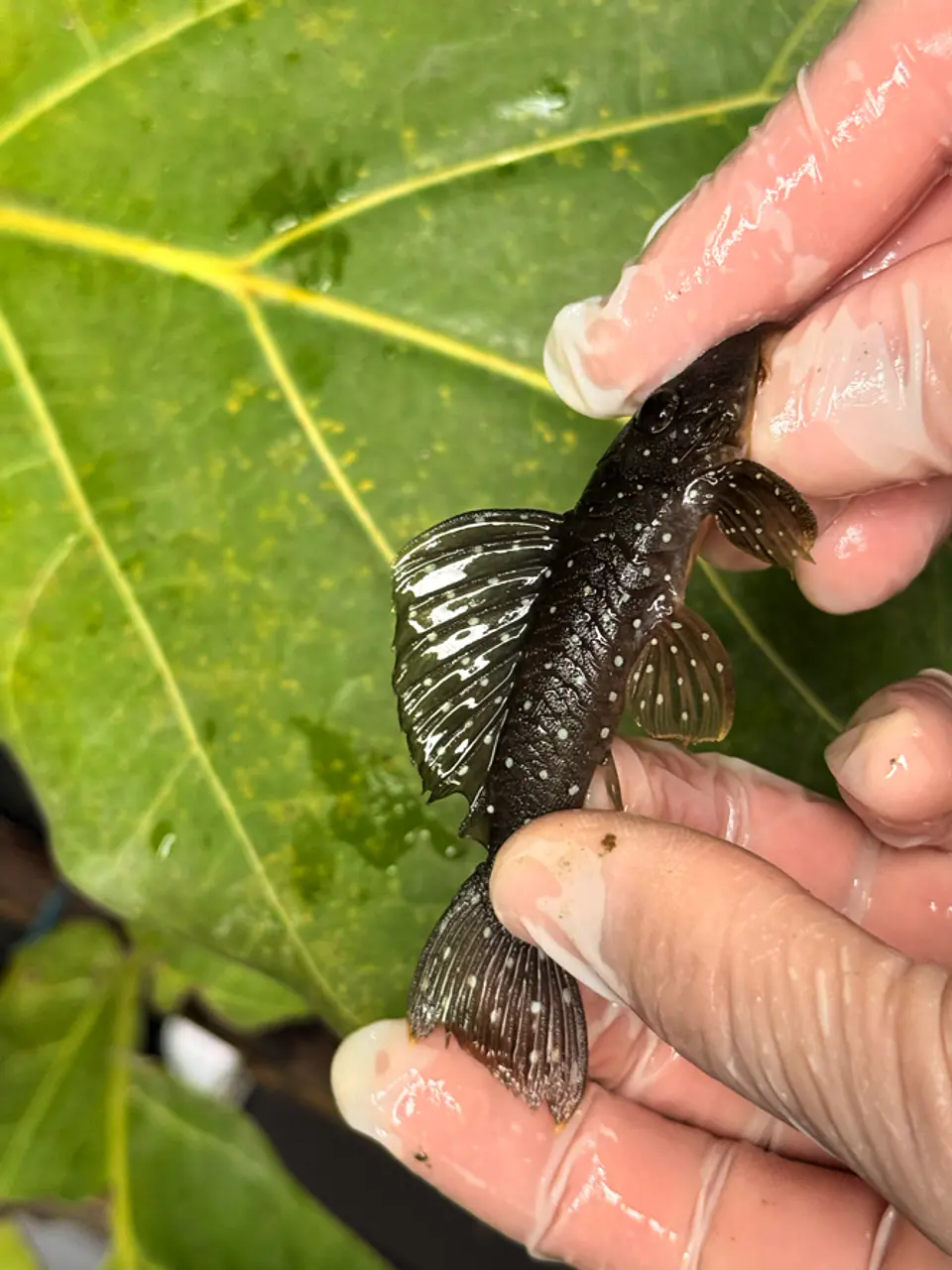 Scobinancistrus pariolispos -  L133 Com 5- 9 cm 8