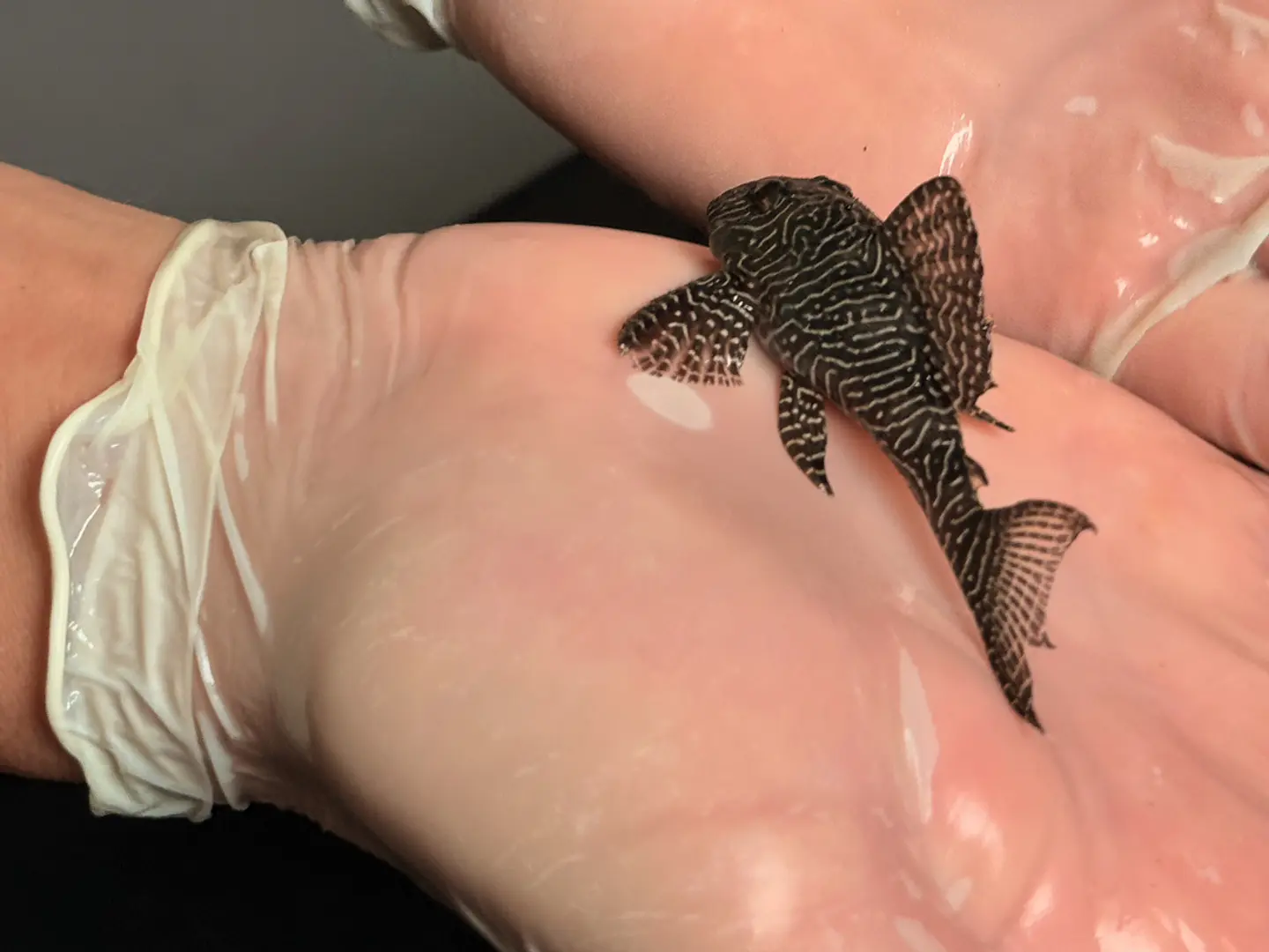 O Hypancistrus sp. (L260) com 5 - 9 cm 3