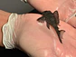 O Hypancistrus sp. (L260) com 5 - 9 cm - vignette 3