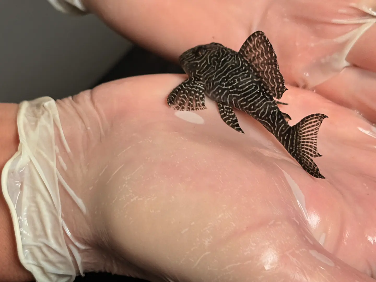 O Hypancistrus sp. (L260) com 5 - 9 cm 6