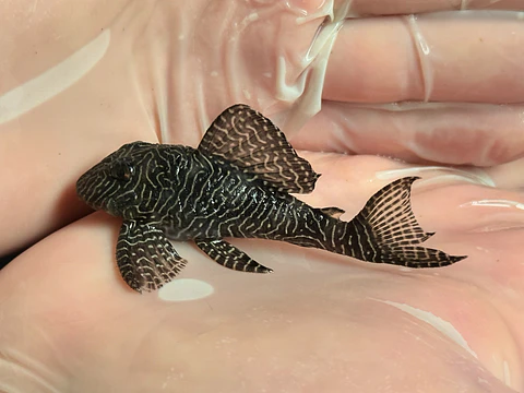 O Hypancistrus sp. (L260) com 5 - 9 cm