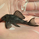 O Hypancistrus sp. (L260) com 5 - 9 cm
