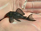 O Hypancistrus sp. (L260) com 5 - 9 cm - vignette 1