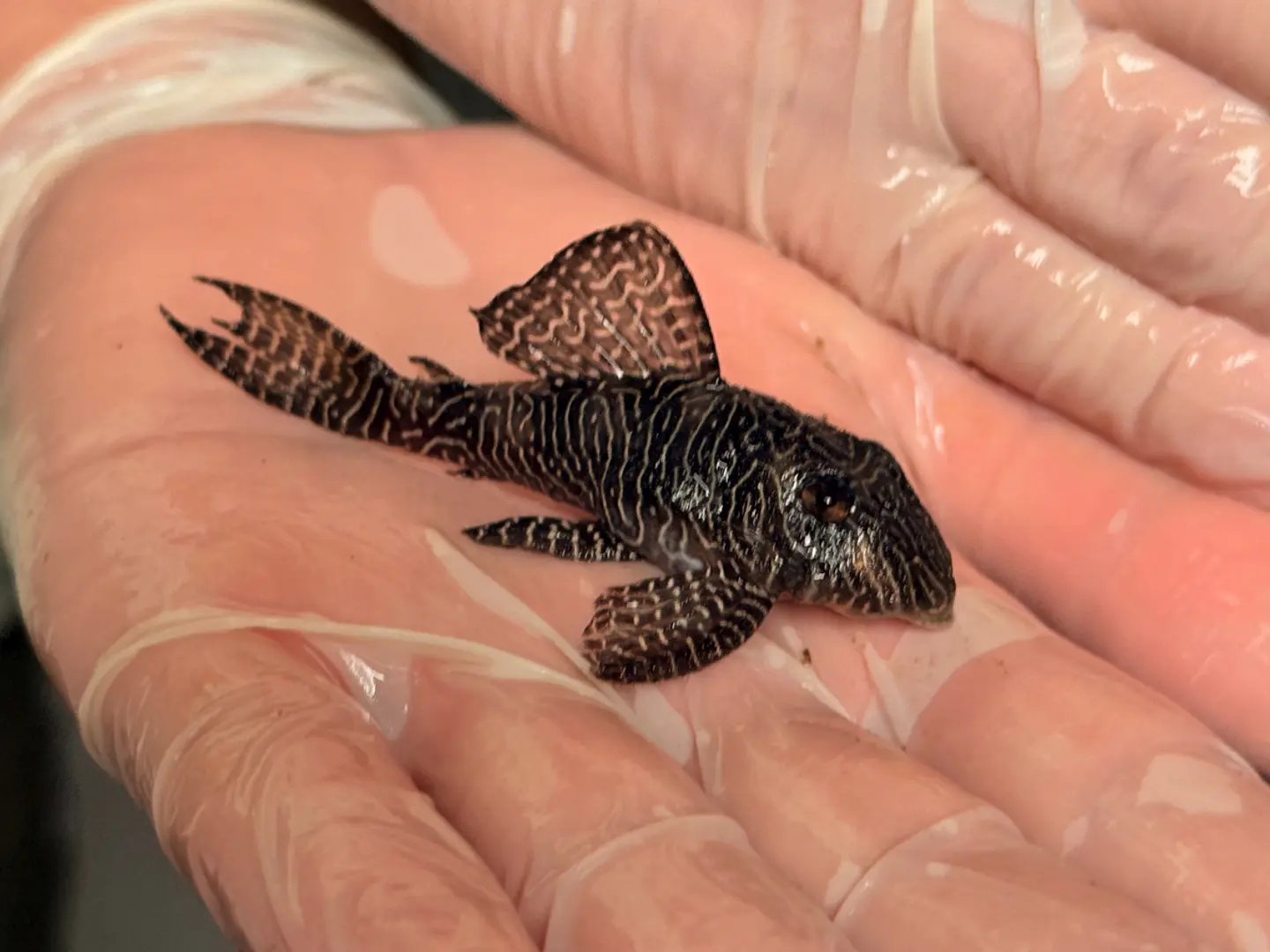 O Hypancistrus sp. (L260) com 5 - 9 cm 2