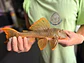 Scobinancistrus aureatus - L014 // 26 - 32 cm // Macho - Thumbnail 3