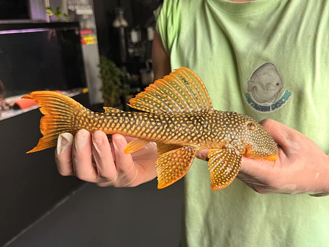 Scobinancistrus aureatus - L014 // 26 - 32 cm // Macho