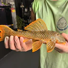 Scobinancistrus aureatus - L014 // 26 - 32 cm // Macho