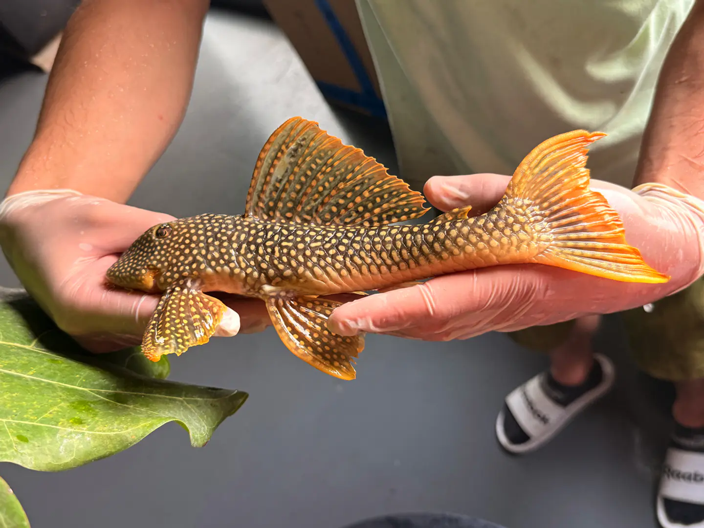 Scobinancistrus aureatus - L014 // 26 - 32 cm // Macho 2