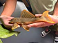 Scobinancistrus aureatus - L014 // 26 - 32 cm // Macho - Thumbnail 2