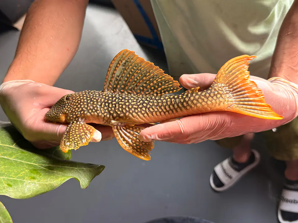 Scobinancistrus aureatus - L014 // 26 - 32 cm // Macho 2