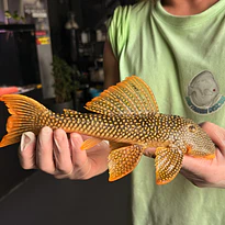 L-Fish