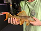 Scobinancistrus aureatus - L014 // 22-32 cm  // Femea - Thumbnail 1