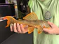 Scobinancistrus aureatus - L014 // 22-32 cm  // Femea - Thumbnail 2