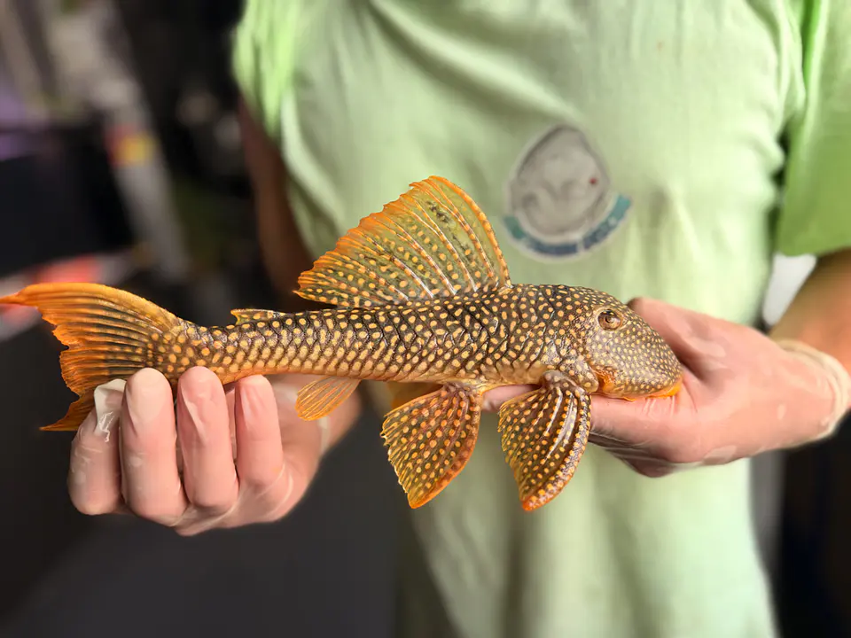 Scobinancistrus aureatus - L014 // 22-32 cm  // Femea 4