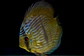 Heckel Blue Nhamundá - Thumbnail 2