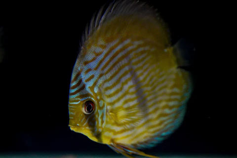 Heckel Blue Nhamundá
