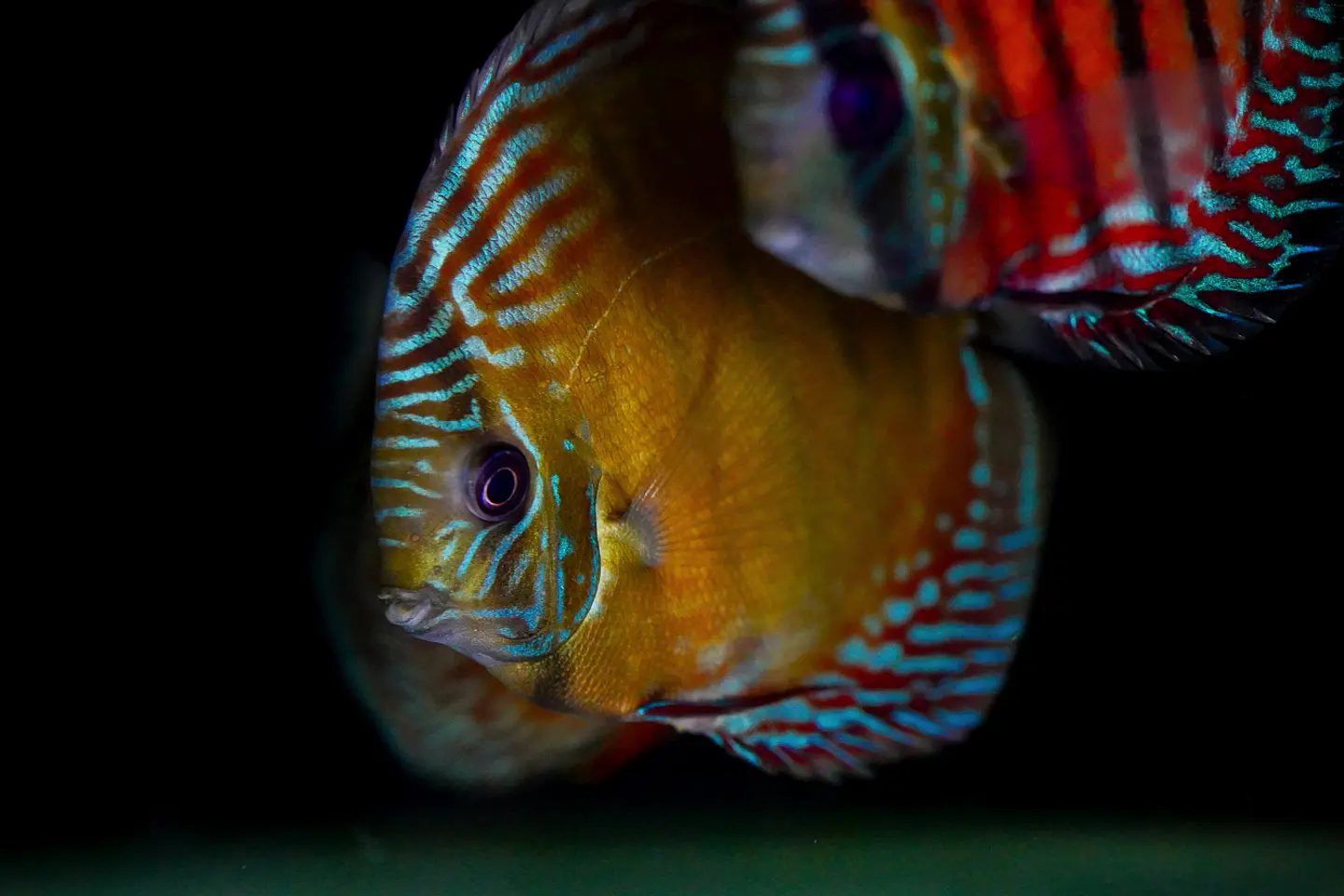 Iripixi Semi Royal 5