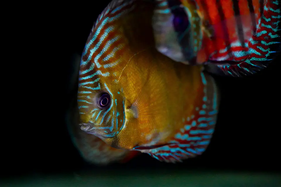 Iripixi Semi Royal 5