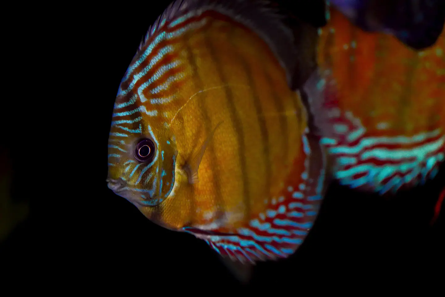 Iripixi Semi Royal 2