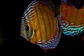 Iripixi Semi Royal - thumbnail 2