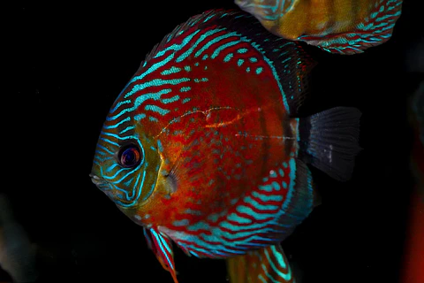 Red Solid Iripixi