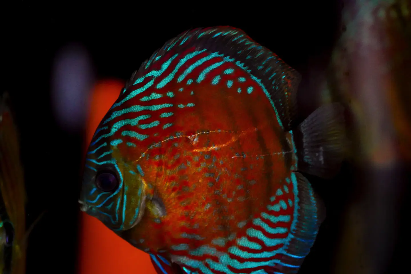 Red Solid Iripixi 3