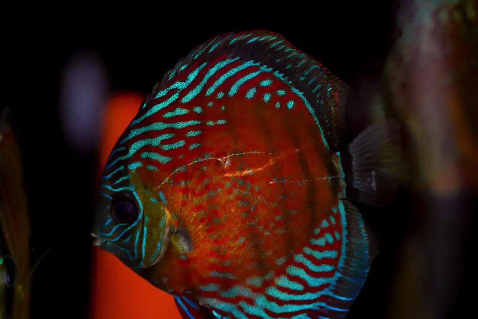 Red Solid Iripixi 3