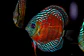 Red Solid Iripixi - Thumbnail 9