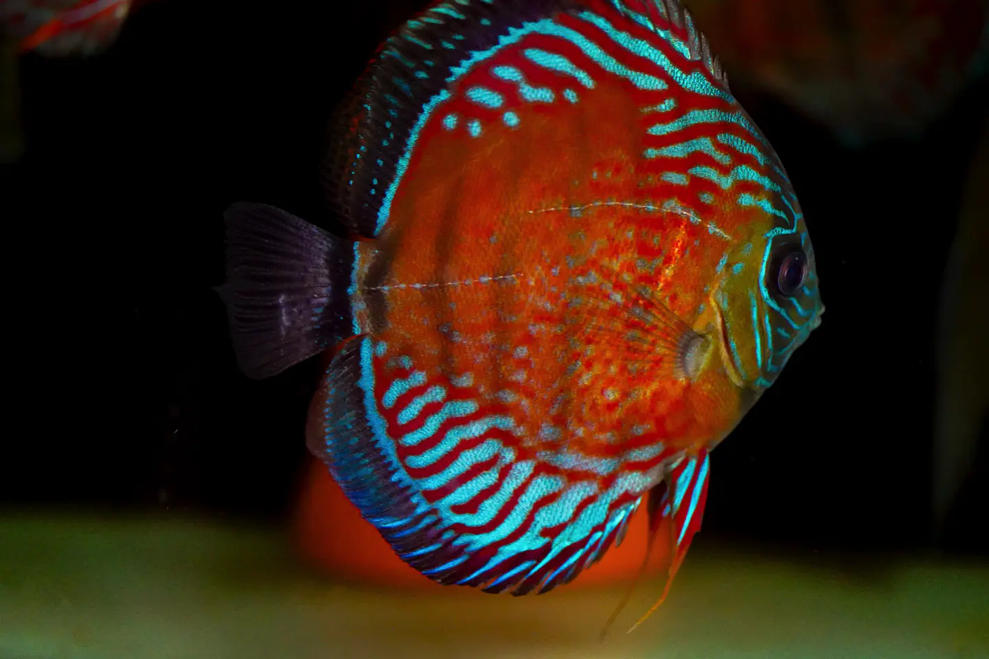 Red Solid Iripixi 11