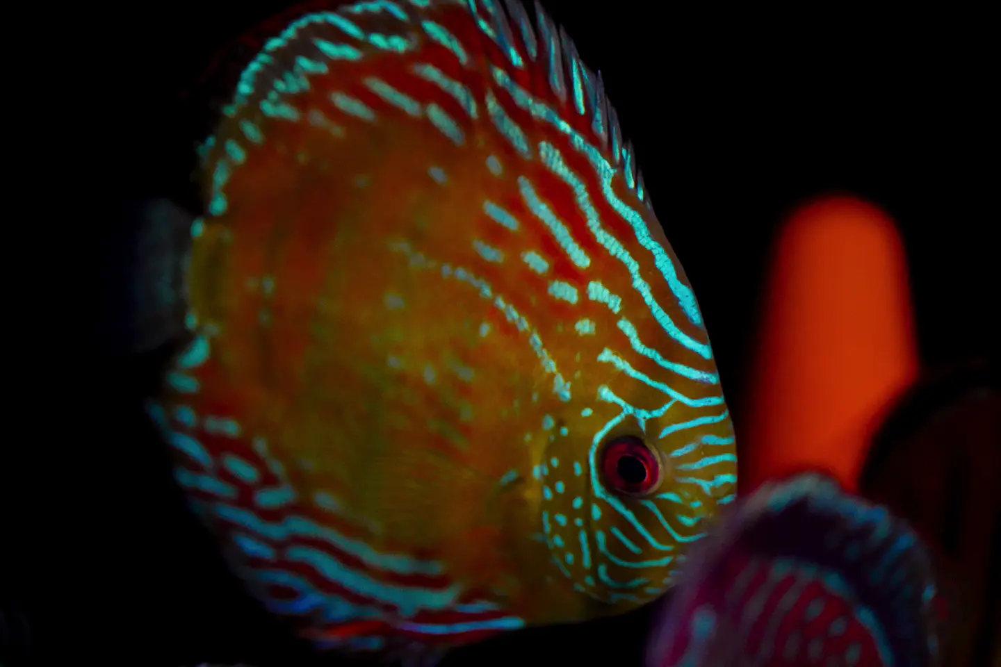 Cuipeua Semi Royal 4