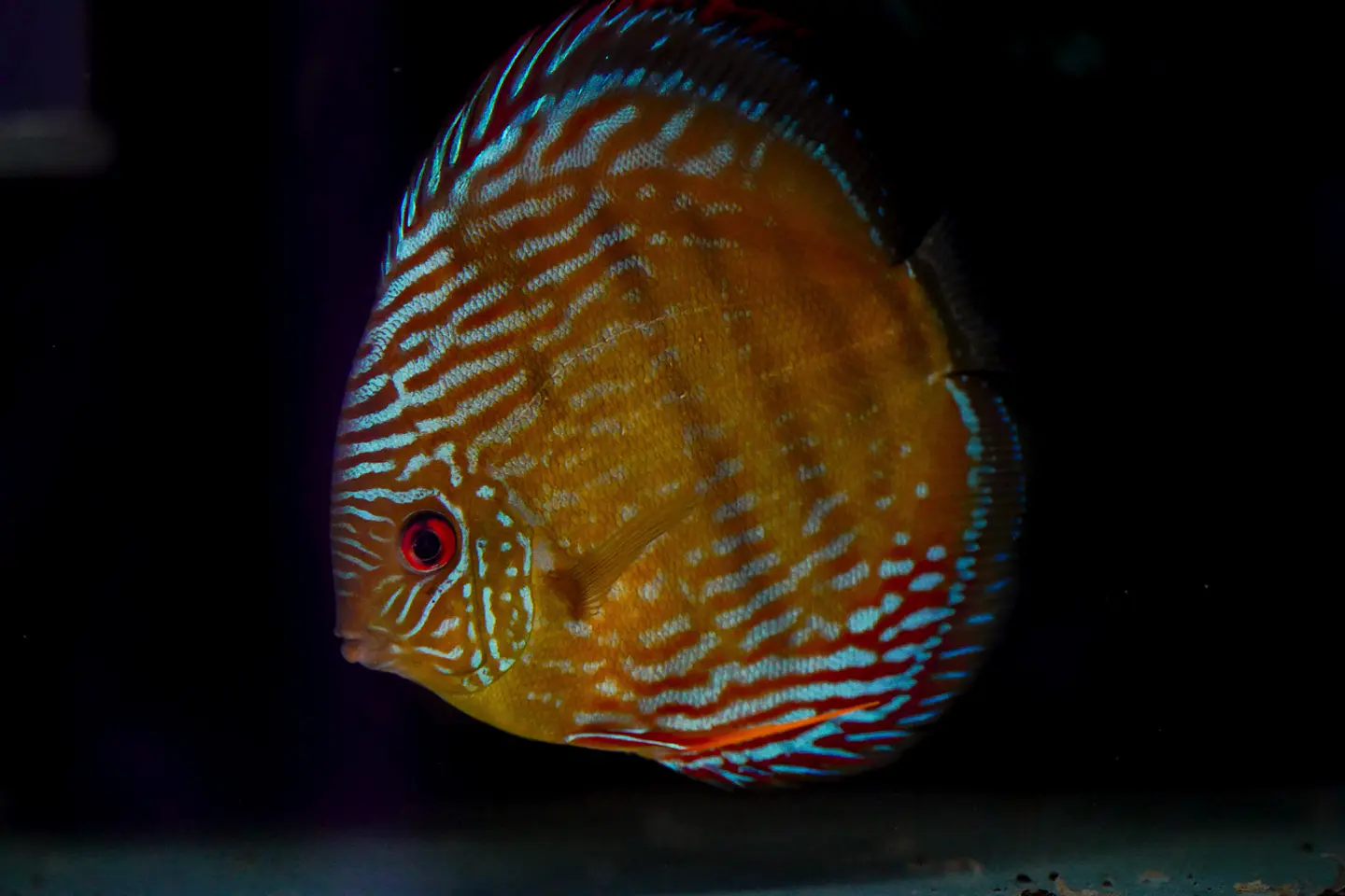 Golden Royal 6
