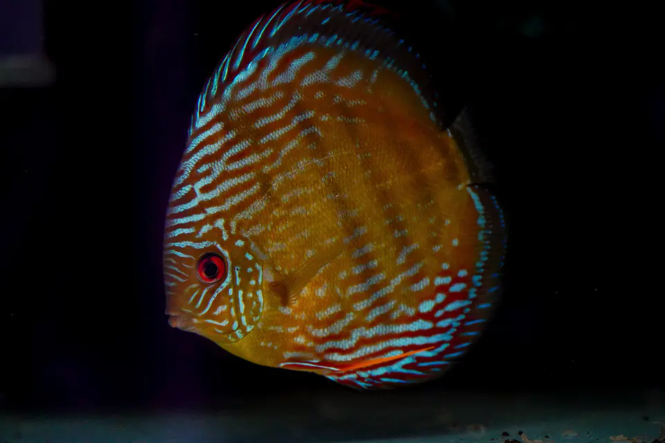 Golden Royal 6