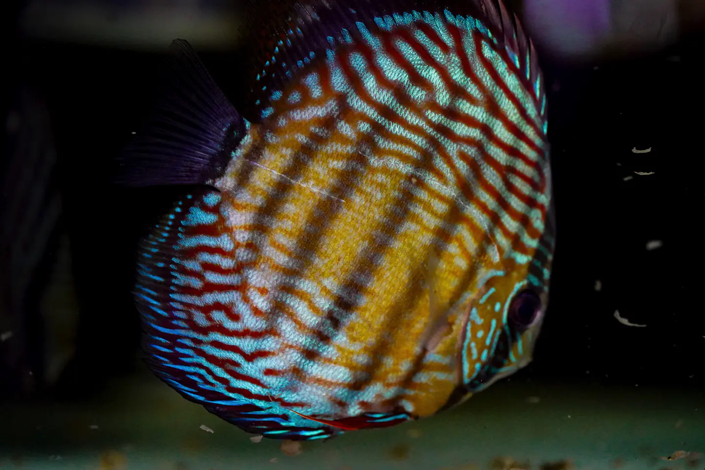 Iripixi Royal 2