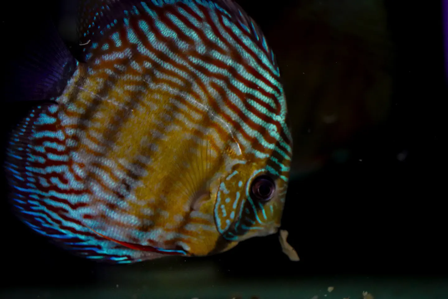 Iripixi Royal 4