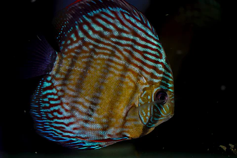 Iripixi Royal