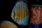 Iripixi Royal - Thumbnail 3