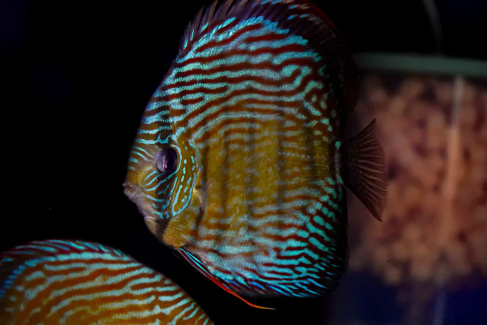 Iripixi Royal 3