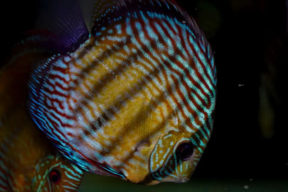 Iripixi Royal 5