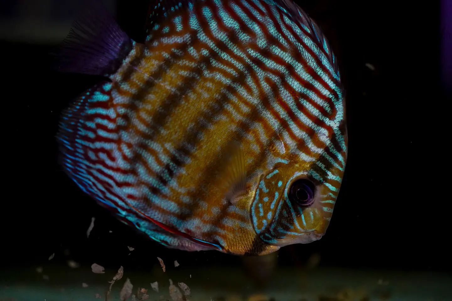 Iripixi Royal 6