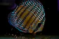 Iripixi Royal - Thumbnail 6