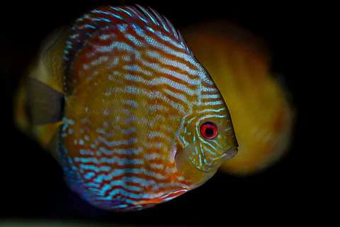 Iripixi Royal